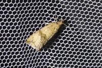 Celypha striana