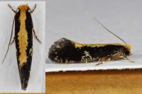 Monopis obviella