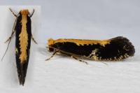 Monopis obviella
