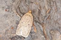 Agonopterix silerella