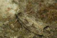 Cnephasia genitalana