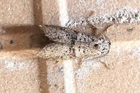 Penestoglossa dardoinella