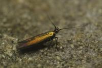 Coleophora alcyonipennella