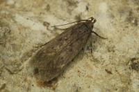 Bryotropha