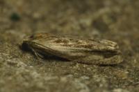 Eucosma cana