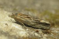 Eucosma cana
