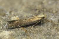 Monochroa cytisella