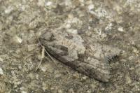 Cnephasia