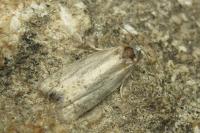 Cnephasia