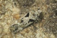 Caryocolum blandellum