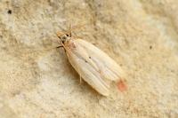 Acompsia schmidtiellus