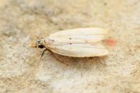 Acompsia schmidtiellus