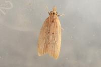 Acompsia schmidtiellus