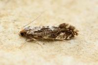 Nemapogon koenigi