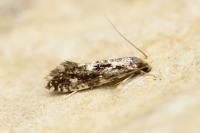 Nemapogon koenigi