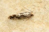 Nemapogon koenigi