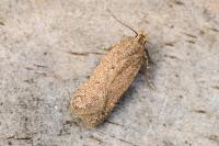 Bryotropha terrella
