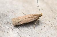 Bryotropha terrella