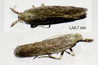 Anarsia spartiella