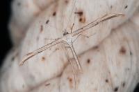 Emmelina monodactyla