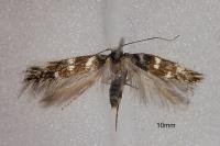 Oxypteryx libertinella
