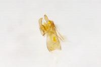 Oxypteryx libertinella