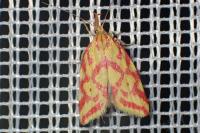 Hypercallia citrinalis