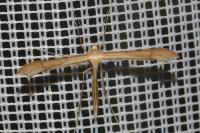 Stenoptilia