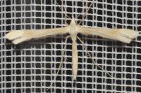 Gillmeria pallidactyla