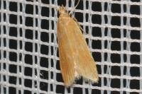 Helcystogramma rufescens