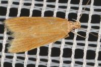 Helcystogramma rufescens