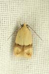 Odites kollarella