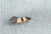 Goidanichiana jourdheuillella