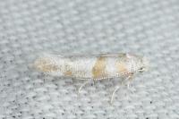 Cedestis gysseleniella