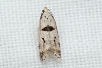 Mirificarma cytisella