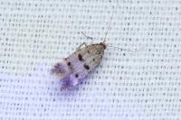 Deltophora stictella