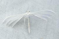 Pterophorus pentadactylus