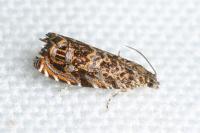 Enarmonia formosana