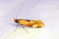 Epicallima formosella