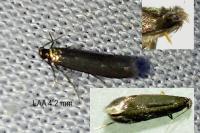 Coptotriche angusticollella