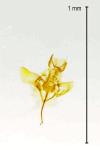 Coptotriche angusticollella