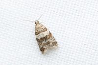 Isotrias rectifasciana