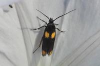Scythris sinensis