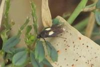 Scythris sinensis