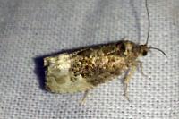 Hedya nubiferana