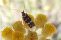 Scythris scopolella