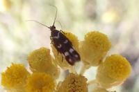 Scythris scopolella