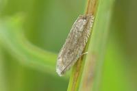Eucosma