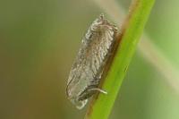 Eucosma