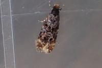 Stenoptinea cyaneimarmorella